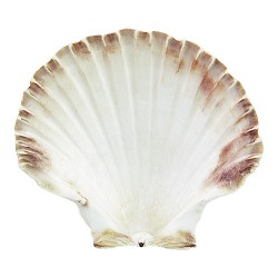 Oesterschelp